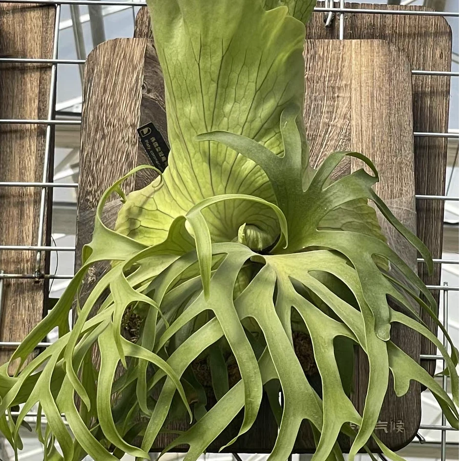 侏儒皇冠鹿角蕨P.Coronarium ‘Dwarf’ 皇冠鹿角蕨