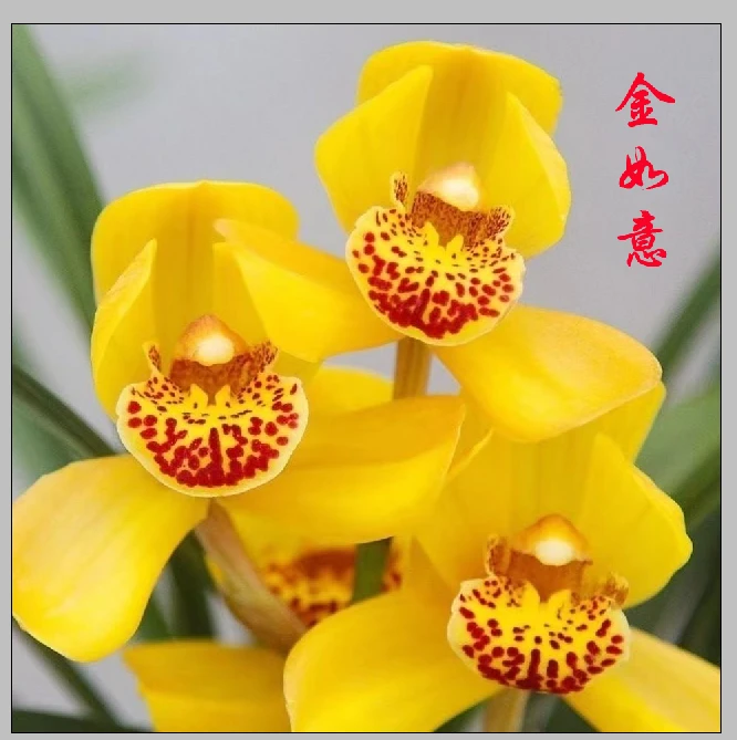 [壹品兰阁] 建兰老品种 金如意 花艺双全 好养活勤开花