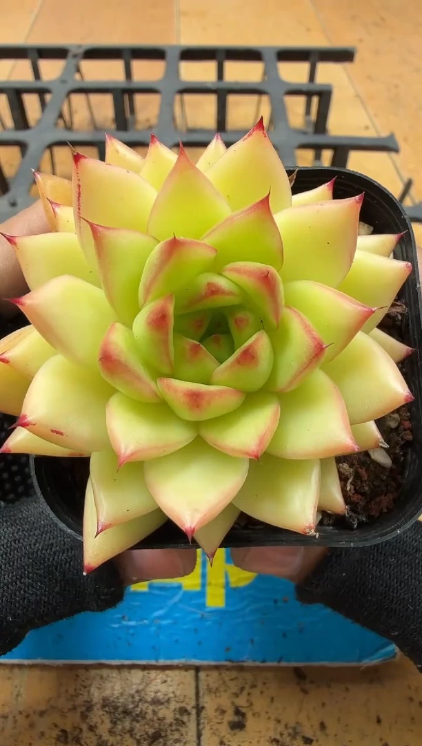 东云多肉园二店-152