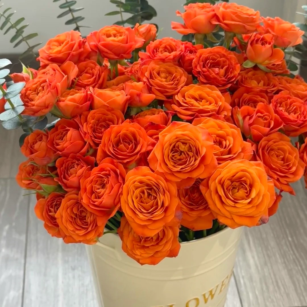 「云南基地直发」橙色芭比多头玫瑰（一单包邮）