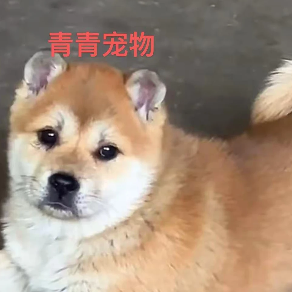 广西中华田园犬五黑犬黄狗白面虎斑犬