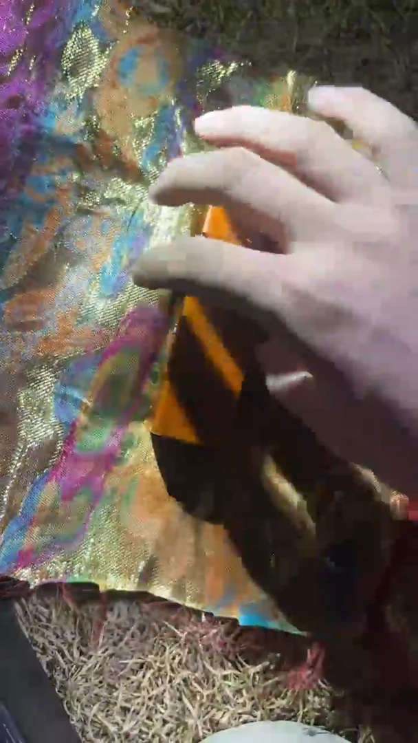 香榧木（1个黄色印章戳）