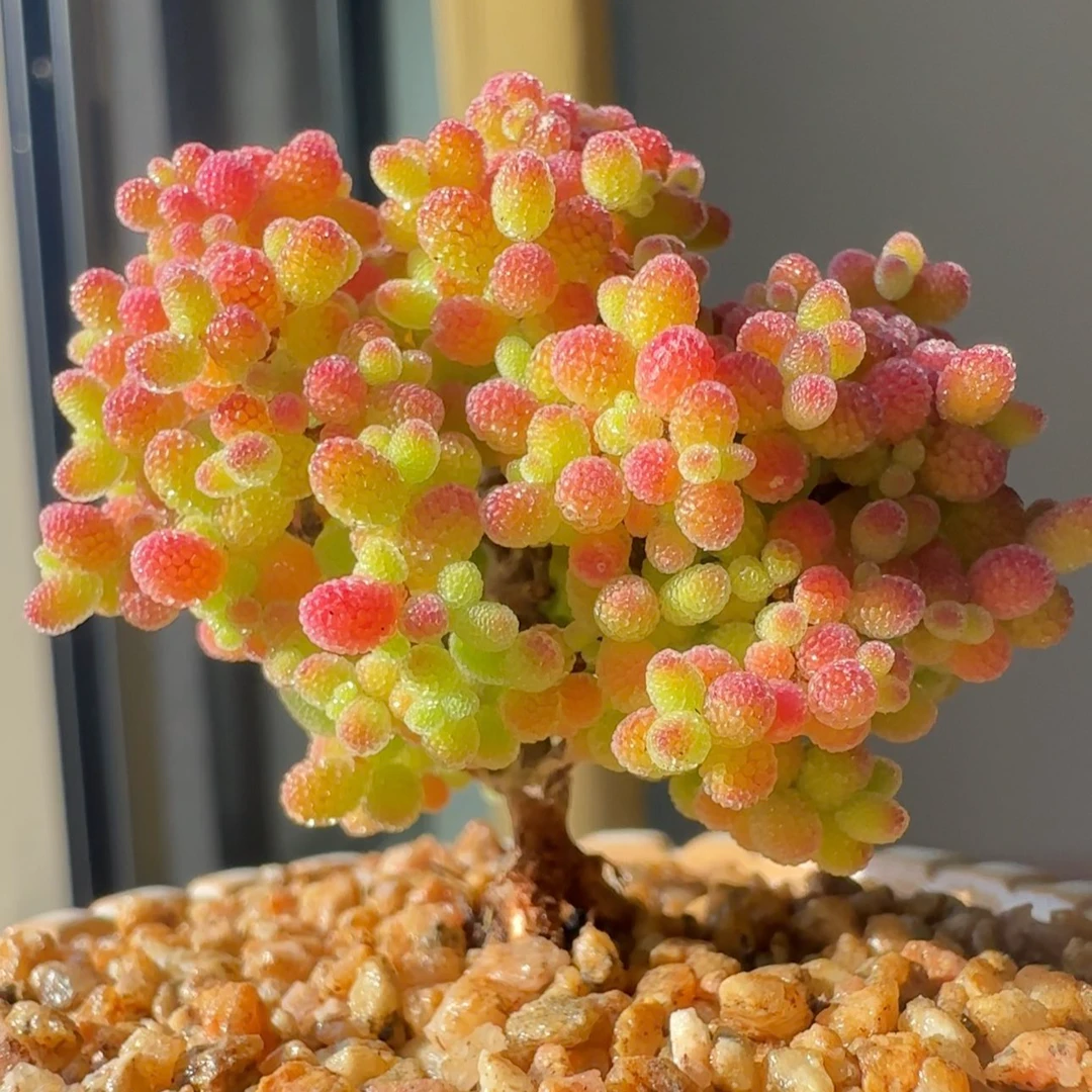 新手必养多肉植物金桔蜜橘糖球冰晶枝干番杏糖果枝干多肉植物