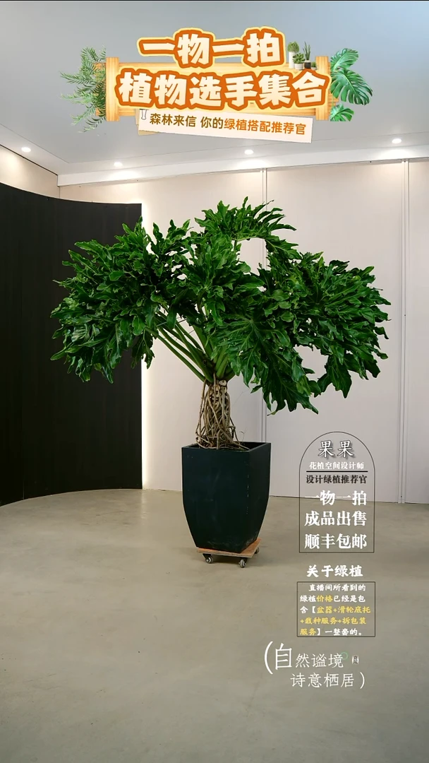 完全开放哈**。大老桩龙鳞春羽连盆种好栽好一整套送货上门