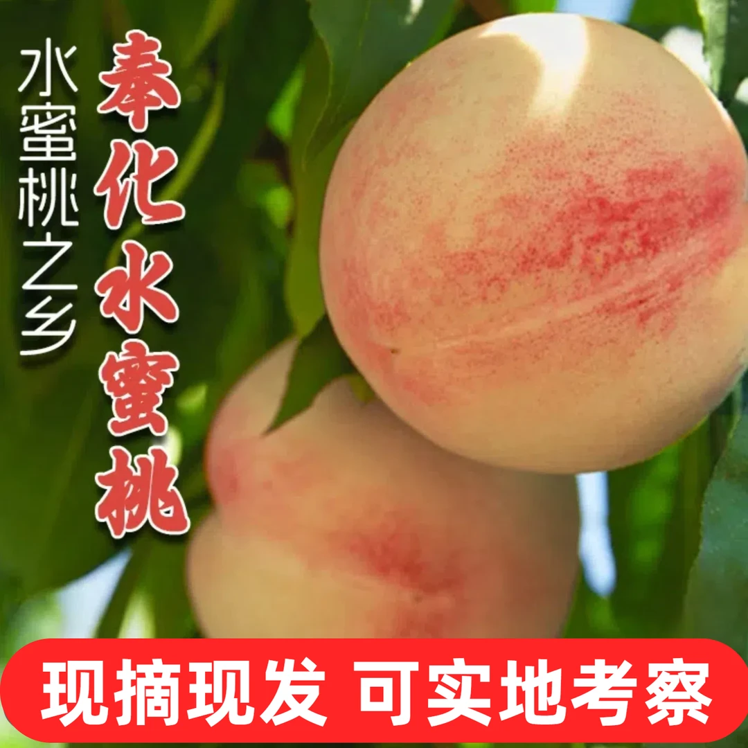 【单果5-6两9个装】宁波特产正宗奉化水蜜桃新鲜孕妇当季现摘现发软桃子自然熟礼盒装果王浙江省