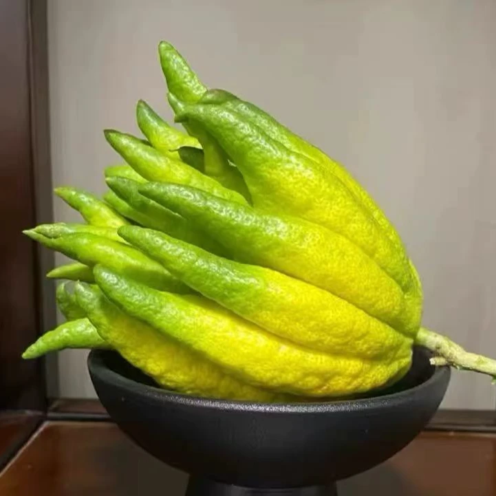 【云南高原佛手柑】【总重4-4.5斤】观赏清供闻香天然香氛 居家摆件