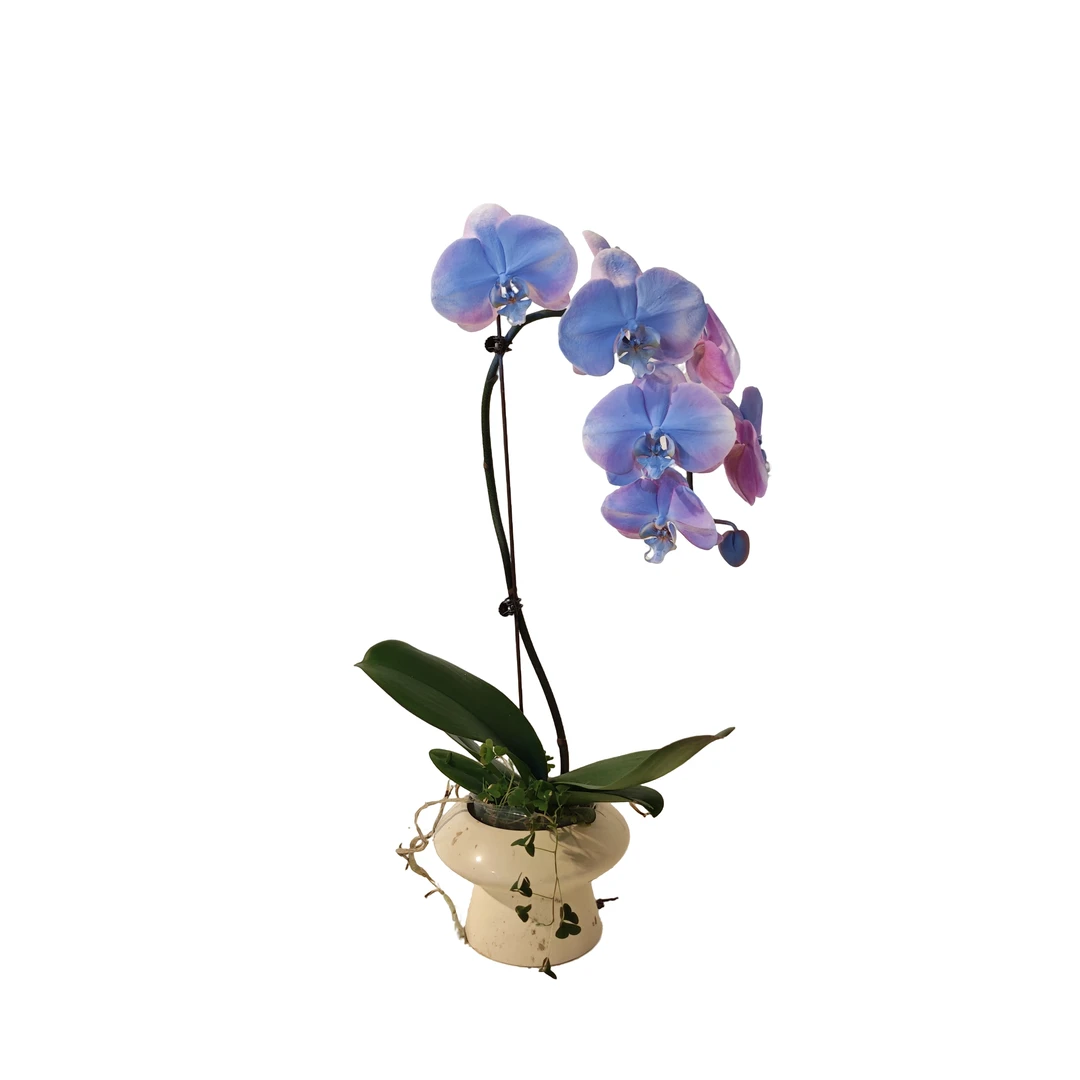 鲜花【北极星-全开叶微瑕】蝴蝶兰蓝色马卡龙色系创意喷染色系