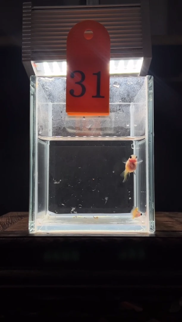 孔雀鱼粉猫普通体31