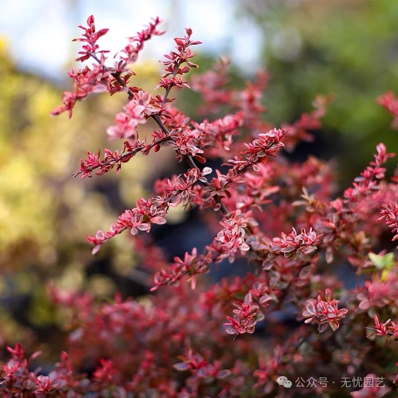小丑火棘耐热抗寒绿植带盆带土可开花植物
