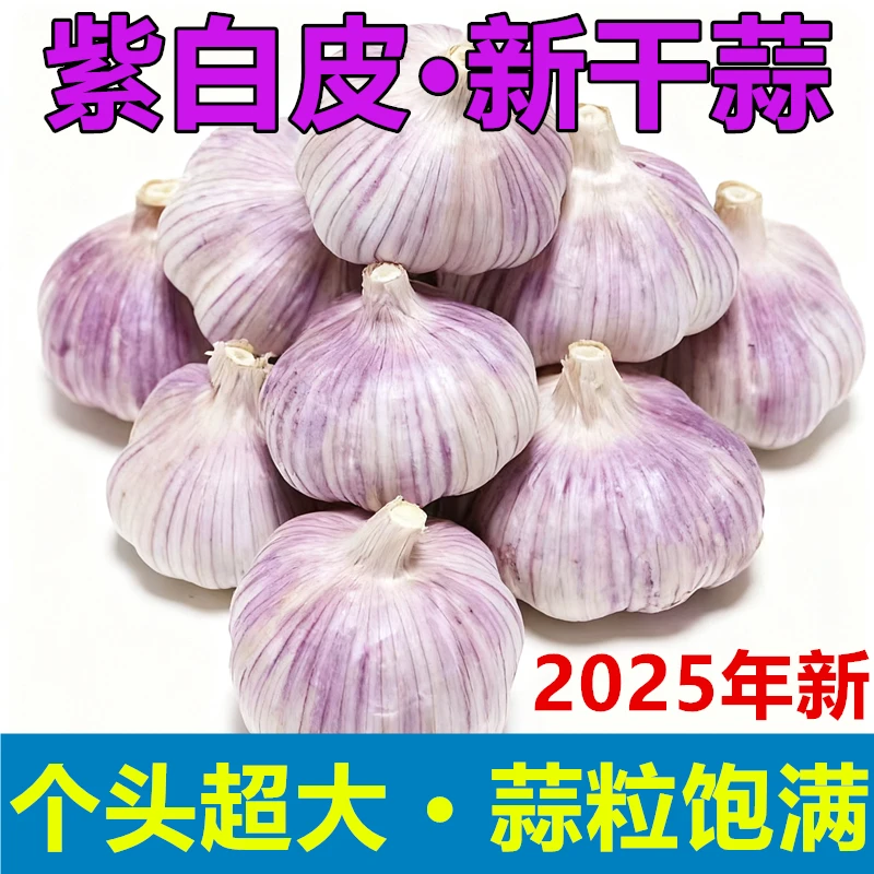 钜泽农贸5斤装中果大蒜种子出芽蒜