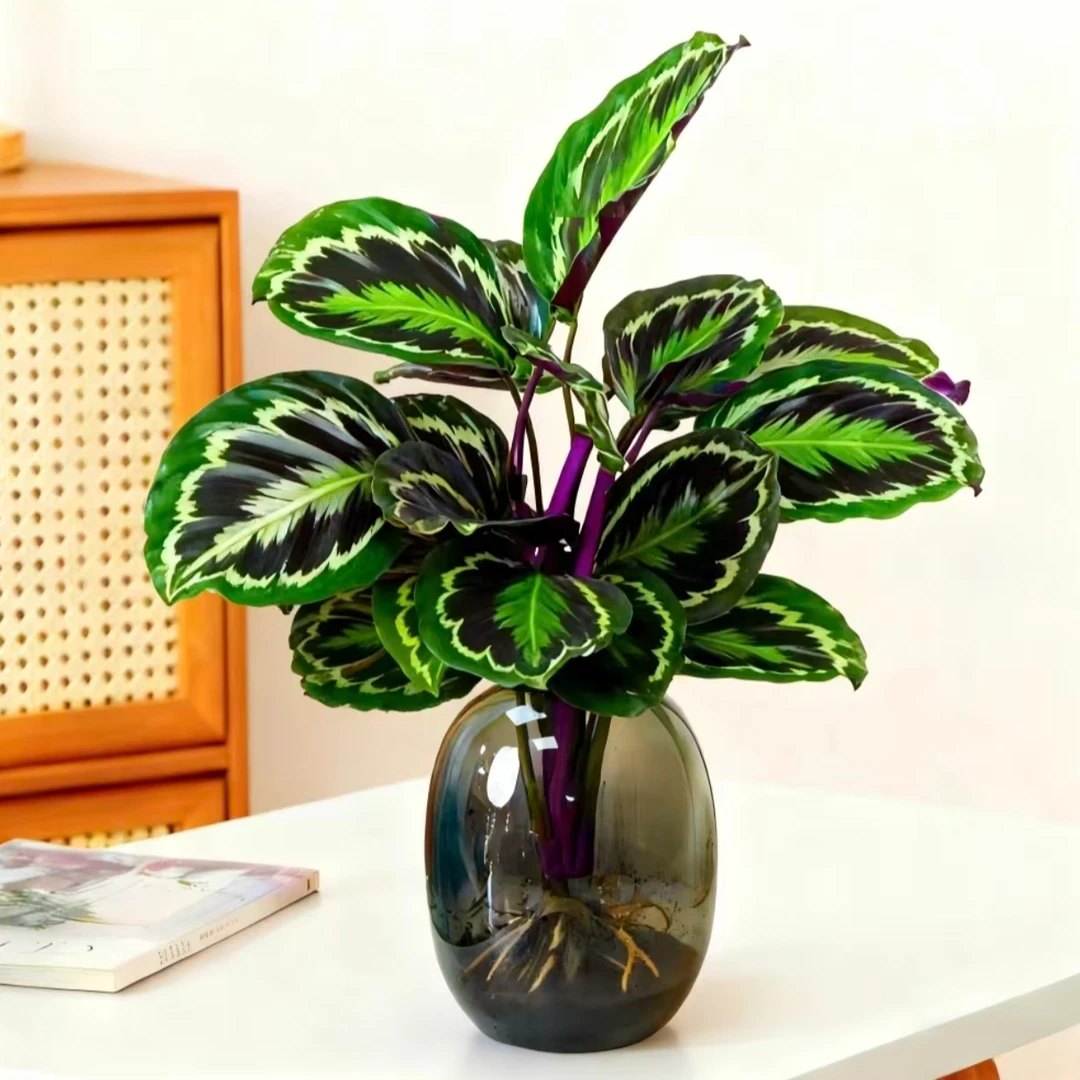 彩虹竹芋盆栽室内好养耐阴净化空气四季常青观叶植物