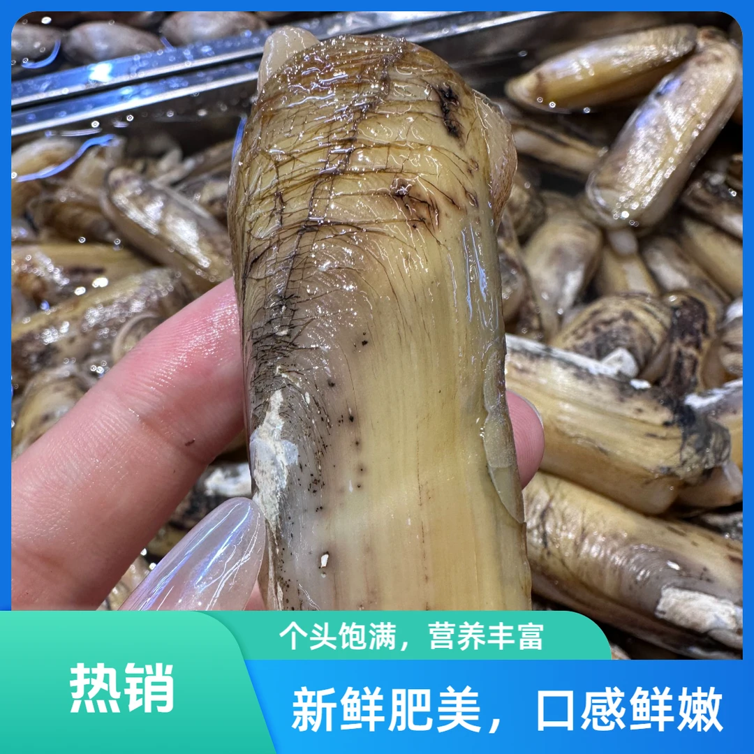 鲜活蛏子（小仁鲜）同城顺丰跑腿 （保鲜不保活）