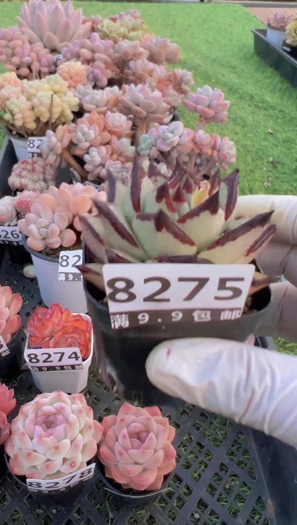 【闪购商品】信福多肉一物一拍