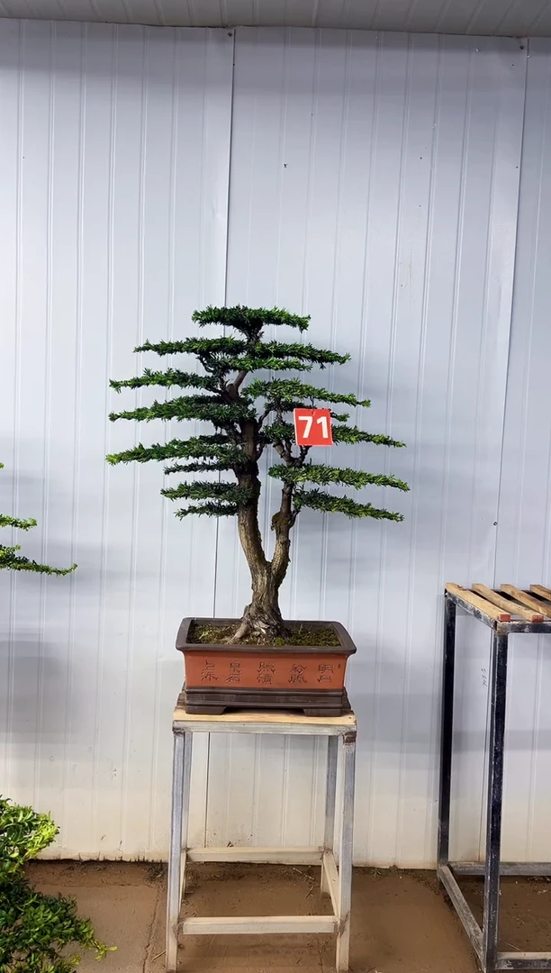 无花朵过*一物一拍，所见即所得