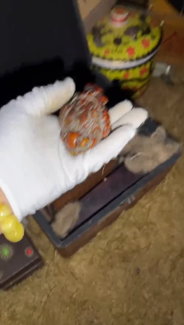 香榧木一一一一一一一一福利