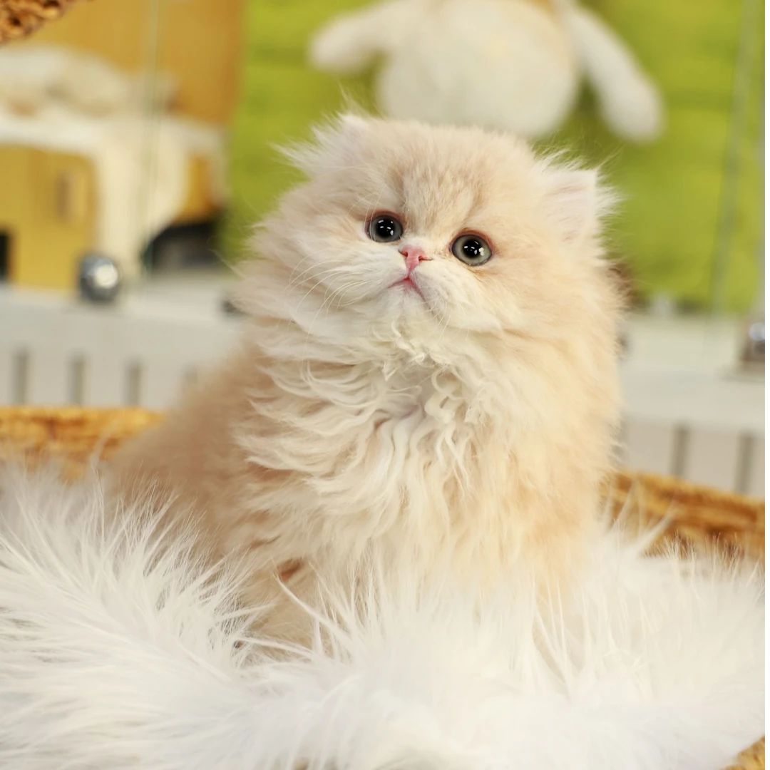 一菲家库奇——长毛乳金弟弟猫咪【一菲家】