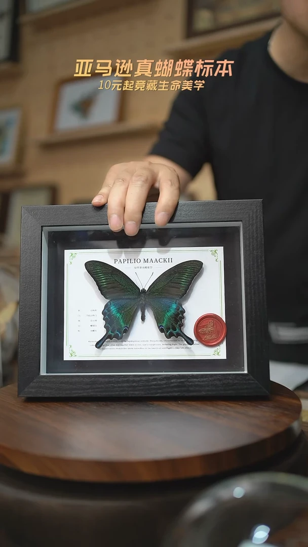 有机玻璃绿带翠凤蝶夏型8寸黑框国风版