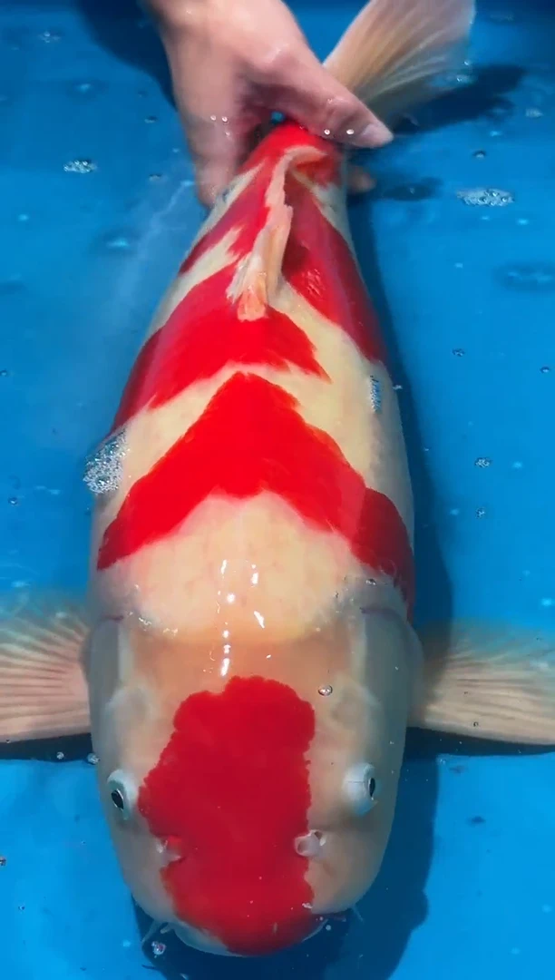 锦鲤佛山金隆锦鲤直播专用闪购链接，不支持7天无理由退货退款