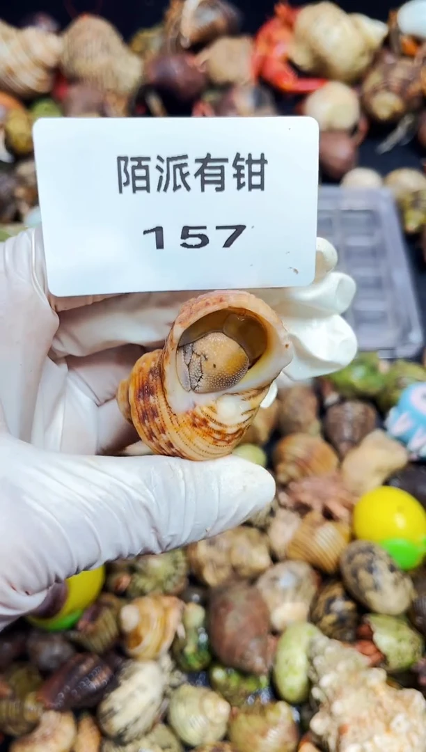 陌派有钳寄居蟹157