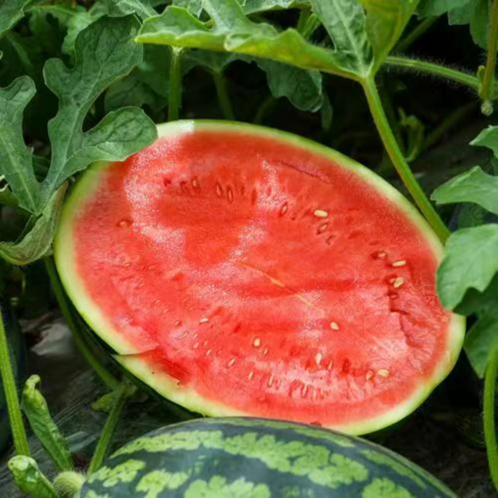 【净重5-6斤】甘美4K无籽西瓜（整果销售）云南省