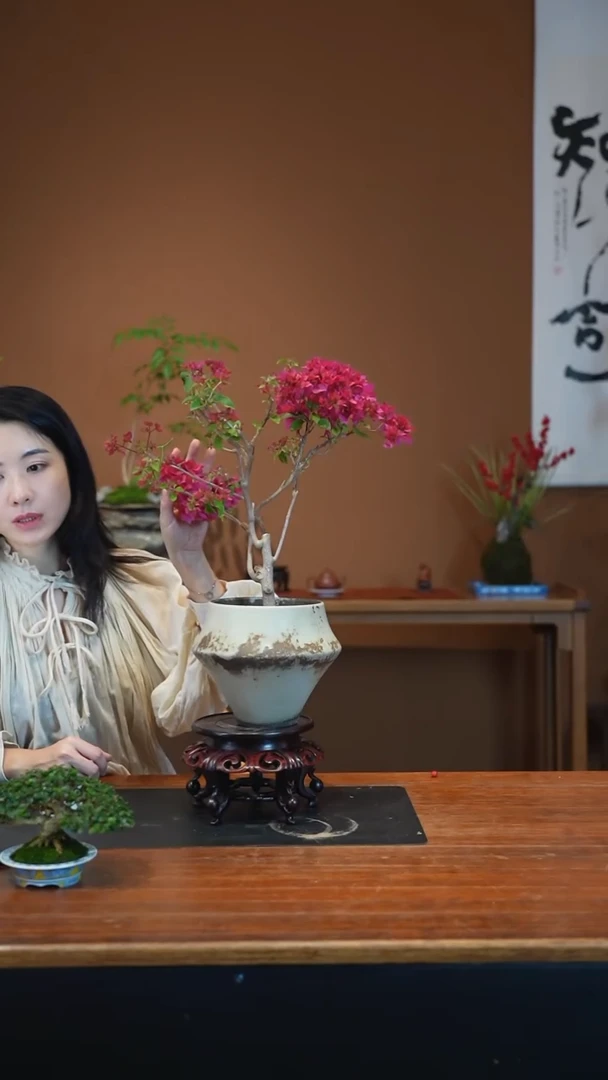 全部花朵三角梅盆景盆景