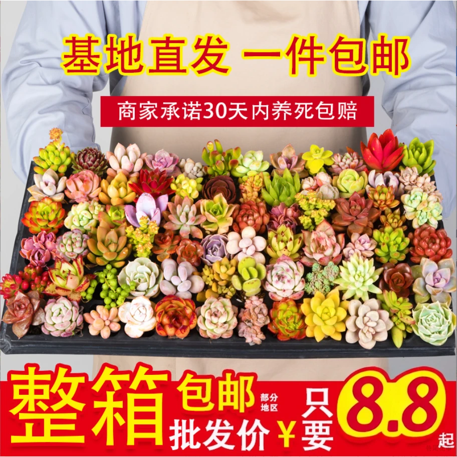 珍稀多肉盆栽多肉拼盘桃蛋雨露室内绿植花卉适合新手的名贵多肉植