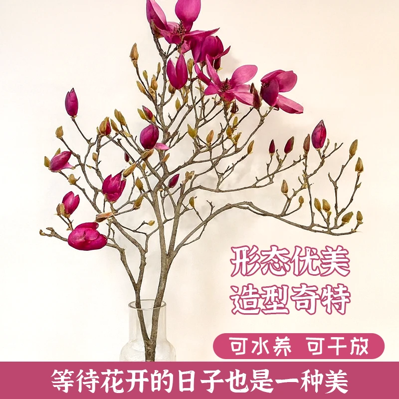 〖玉兰之乡直发〗玉兰花鲜切枝条冬季必备耐寒室内绿植