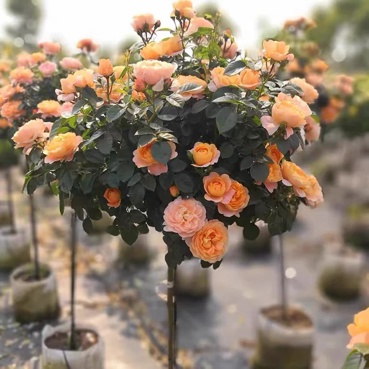 月季棒棒糖四季开花耐寒耐热1.5加仑盆原盆原土发货带花发货