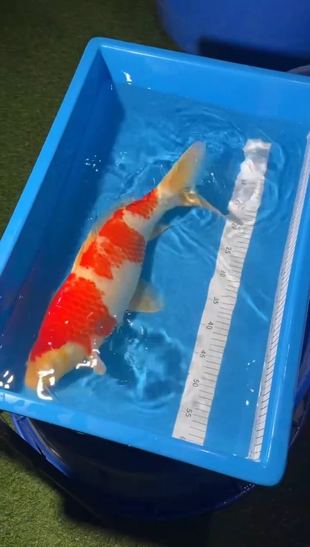 锦鲤精品锦鲤一尾