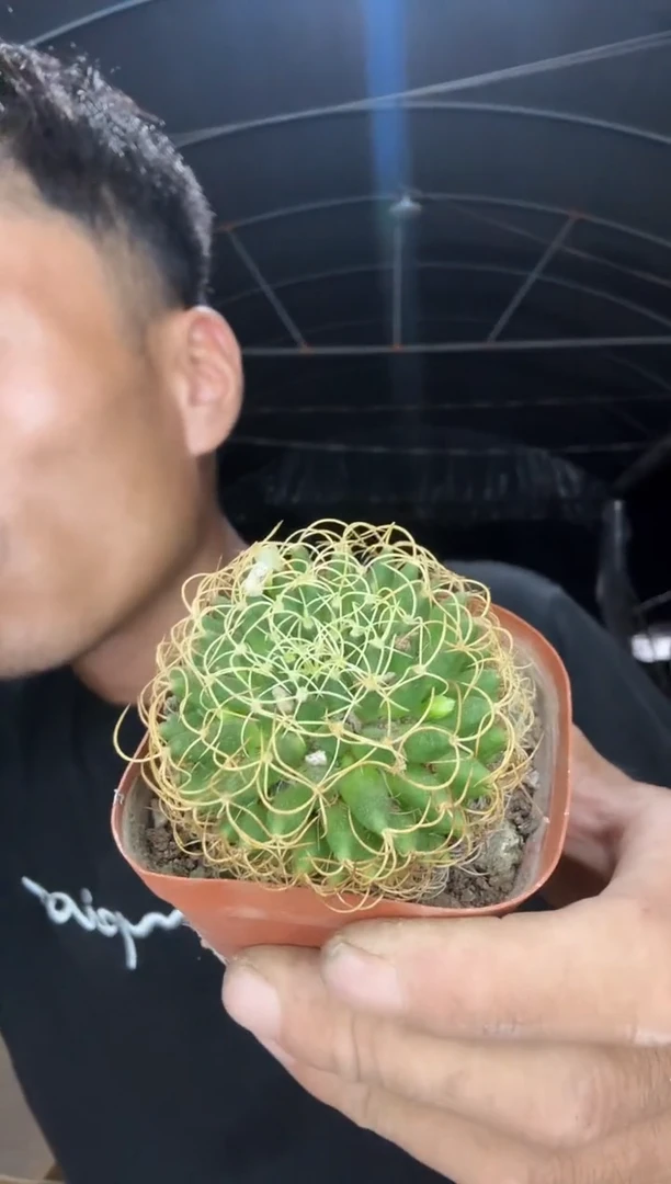 卷刺琴丝9.99====