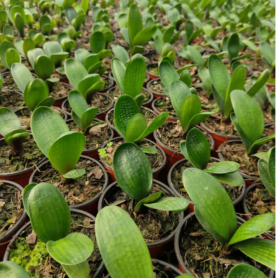 精品圆头短叶麻脸君子兰一物一拍钢板高腊下单联系客服