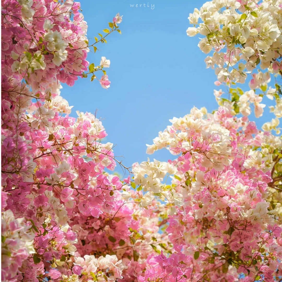 一物一拍云南三角梅基地直发 飘收货手机人尾号 勤花品种盆栽绿植