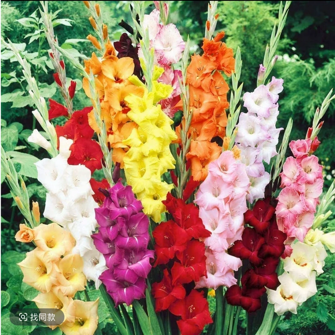 【沃柚园艺】剑兰唐菖蒲种球 耐热多年生 阳台盆栽庭院地栽