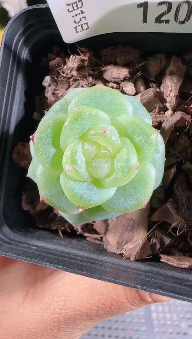 1115-120灵雨群生不包整