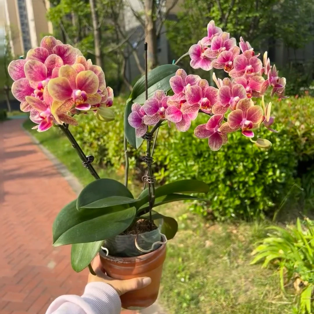 瑕疵【金蝶】3.0寸无花剑蝴蝶兰