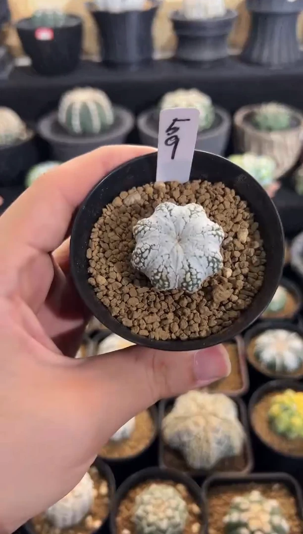 这是一颗很潜力的小浓白尖角，编码59