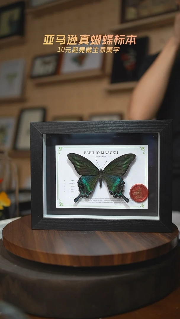 有机玻璃绿带翠凤蝶夏型8寸黑框国风版