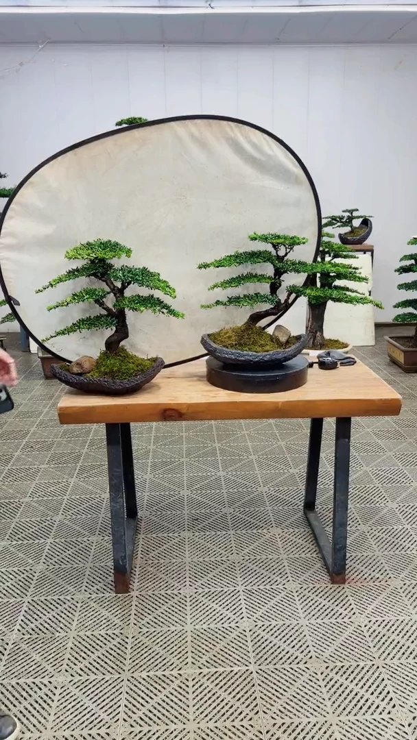 无花朵造型盆景一物一拍