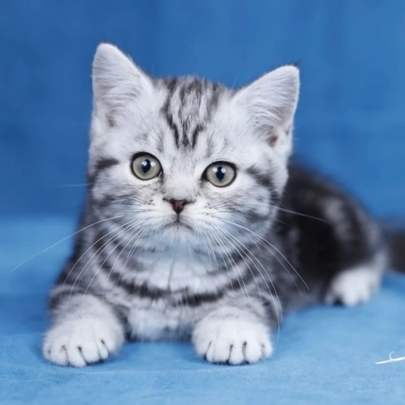 小猫咪活体直播链接真猫宠物猫4