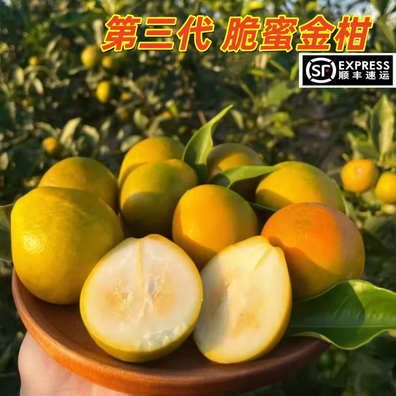 【顺丰包邮】广西脆蜜金柑金桔纯甜无酸（第三代）