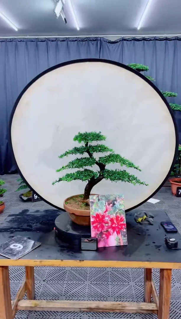 无花朵罗汉松盆景....