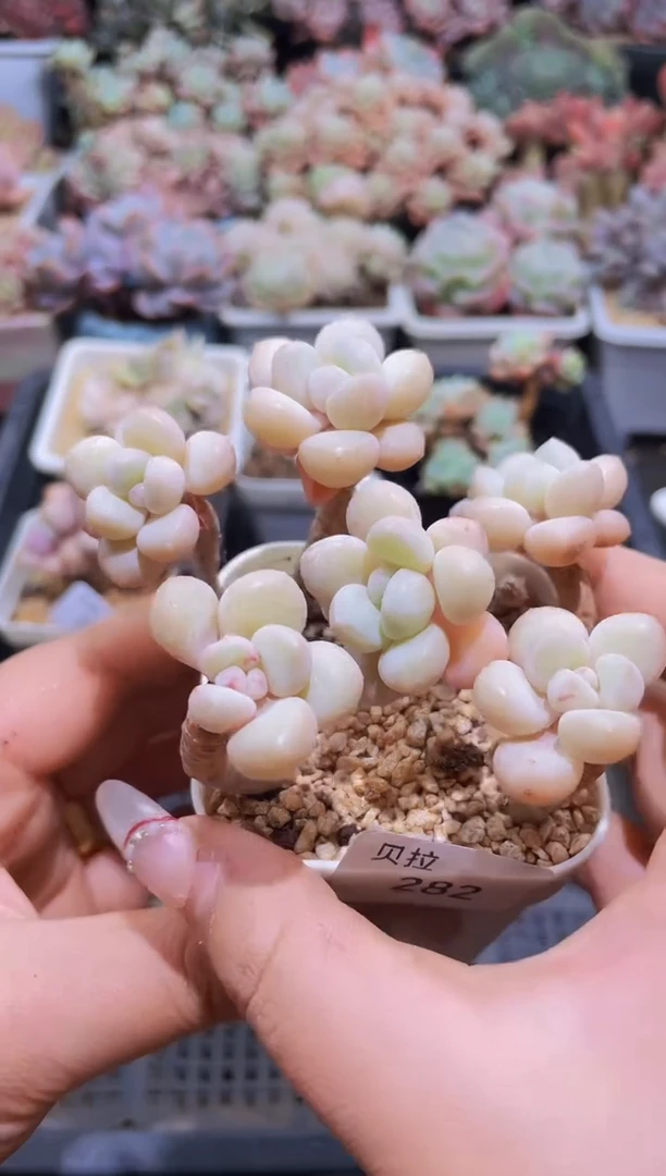 【闪购商品】282泡泡糖