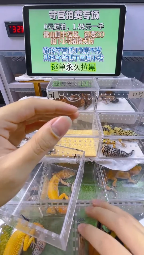 豹纹守宫豹纹肥尾成体苗子亚成