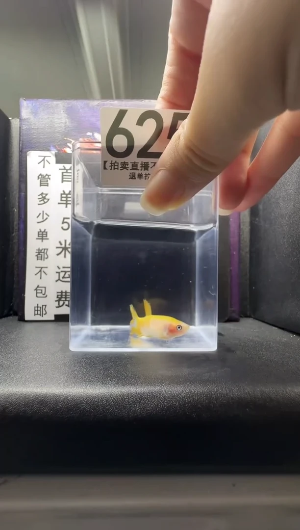 斗鱼母鱼编号：625