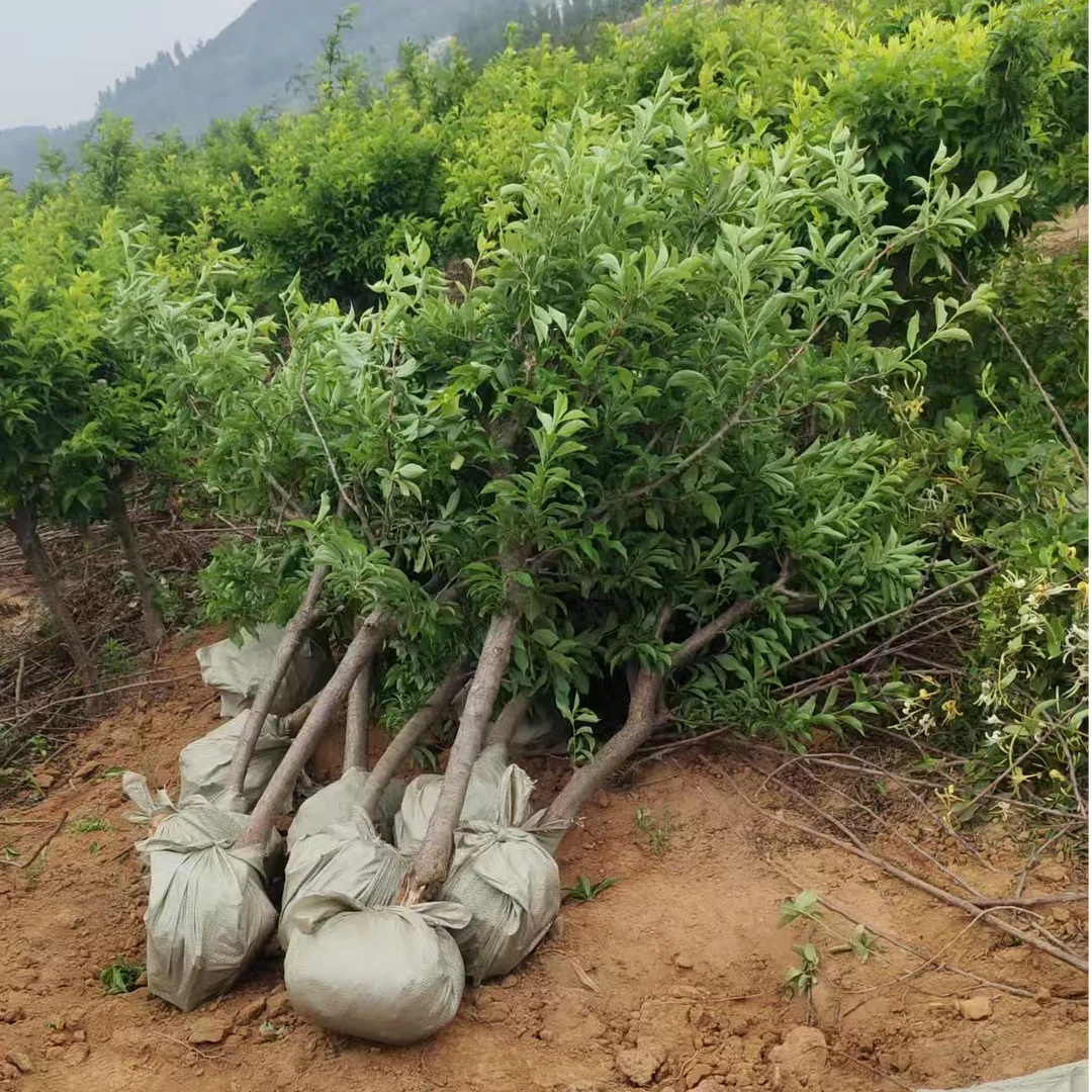 【一物一拍】蜂糖李子树苗三华李子苗果树苗木