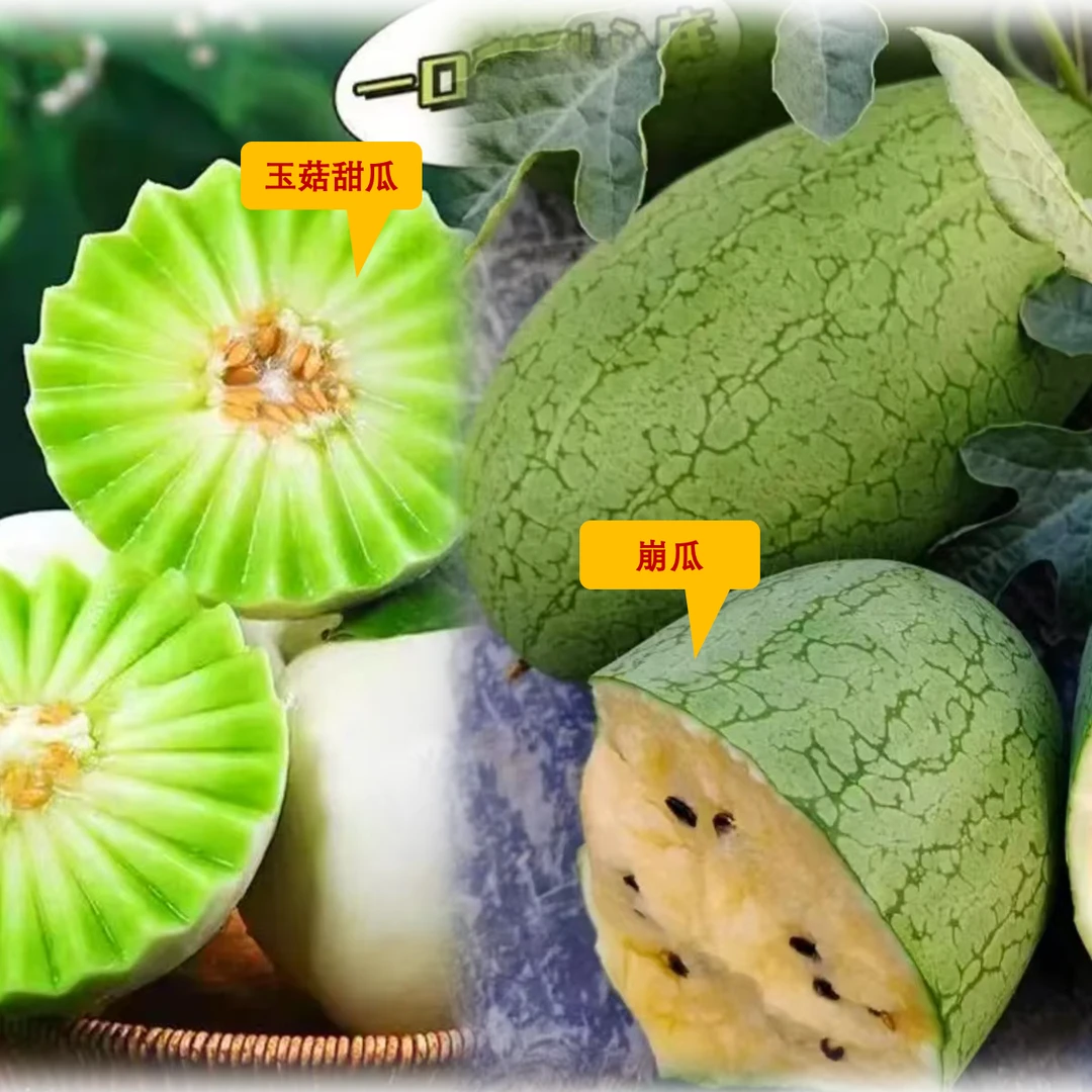 [玉菇甜瓜+崩瓜组合装] 现摘先发新鲜采摘鲜货当季水果2.5斤