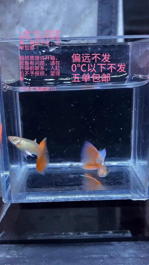 孔雀鱼孔雀鱼 04