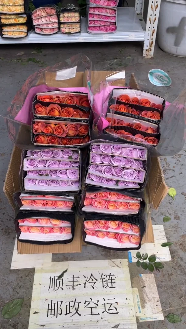 朱小姐20枝+海洋之歌20枝+咖啡时间20枝