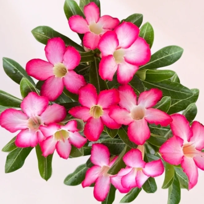 沙漠玫瑰花原生四季开花