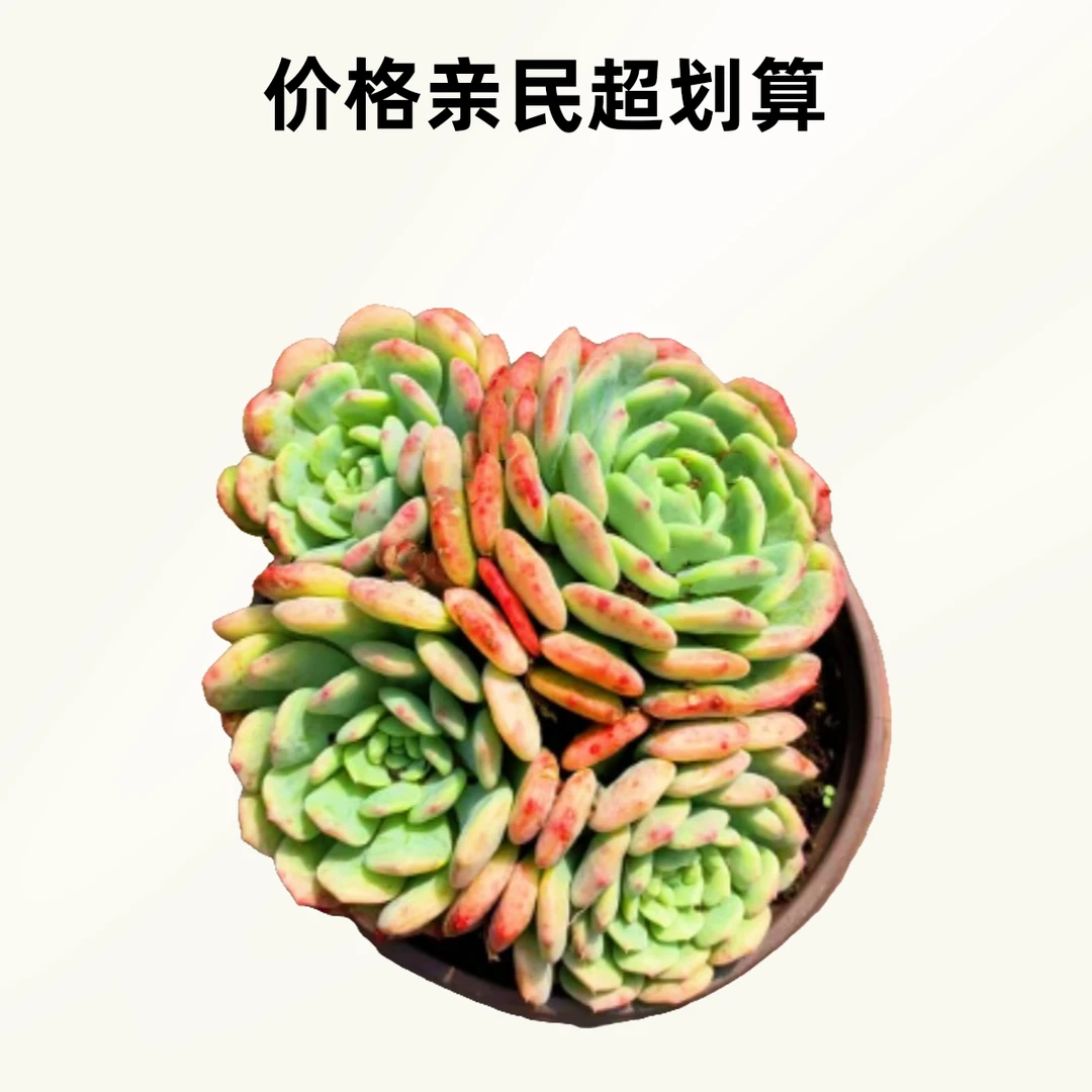 白胖子（多肉）2颗 脱土发 整装多肉 新手好养 以直播为准